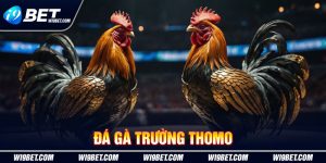 Đá gà trường Thomo i9Bet