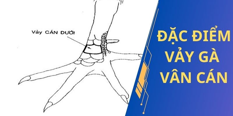 Vảy gà quý vấn cán có khả năng tạo cú đánh thần sầu