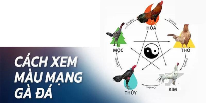 Nhận biết màu mạng gà đá chính xác