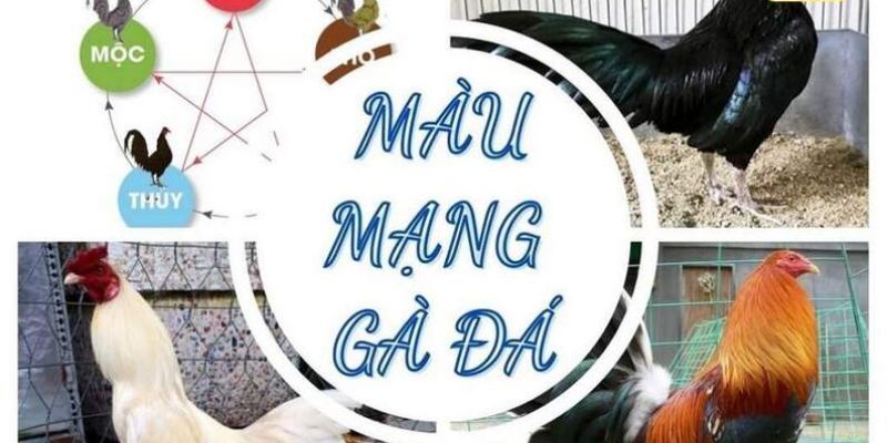 Tìm hiểu về màu mạng gà chọi 