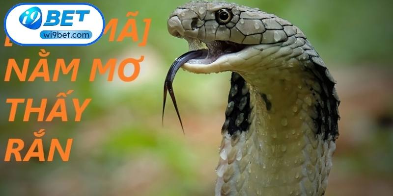 Giải mã ý nghĩa tâm linh khi mơ thấy rắn