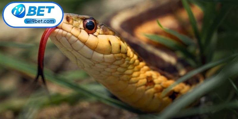 Mơ Thấy Rắn Và Những Điềm Báo Tài Lộc Bí Ẩn Nhất